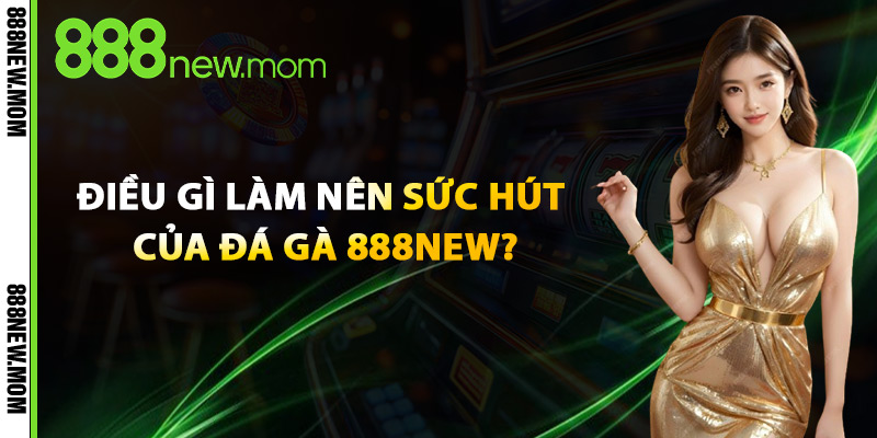 Điều Gì Làm Nên Sức Hút Của Đá Gà 888New?