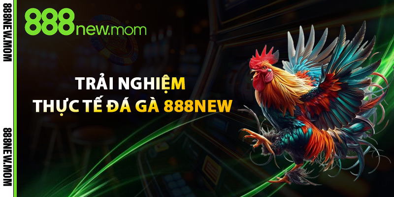 Trải Nghiệm Thực Tế Đá Gà 888New